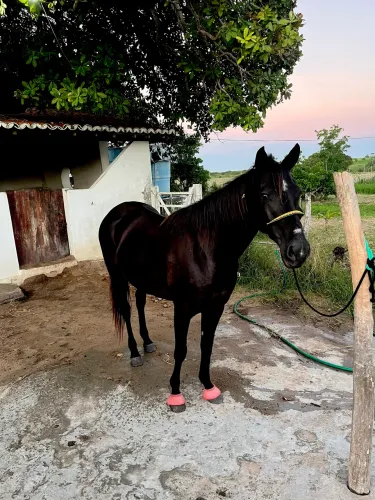 Égua/ Besta Preta de Esteira 5 anos de idade. 