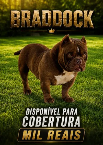 Somente cobertura American Buly 