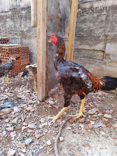 Frango mestiço de índio gigante 3 kilos 8 meses