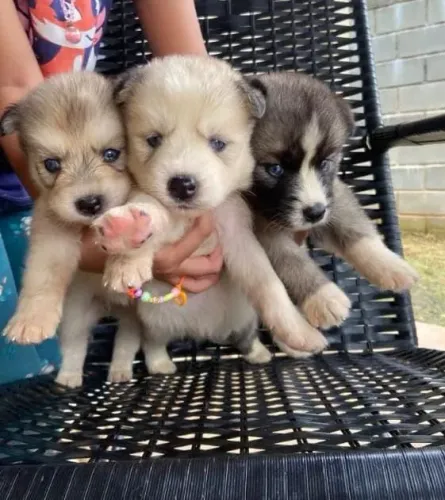 Husky siberiano Fêmea e Macho
