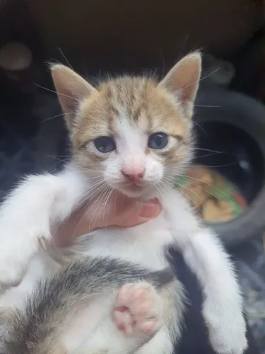 Gata linda para adoção