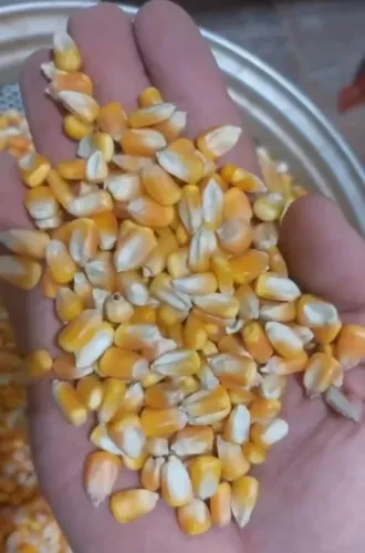 Milho Padrão 1 Humano,Quirela de Milho(xérem,Fubazão)Farelo de Soja Direto do Produtor