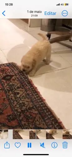 Poodle fêmea em 10x s/ juros