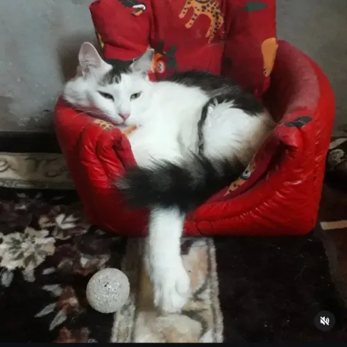 Gato