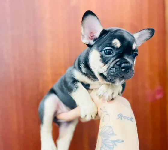 Lindas fêmeas de bulldog francês