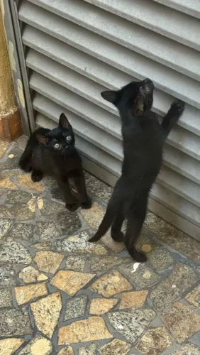 ? DOAÇÃO DE 2 GATINHAS