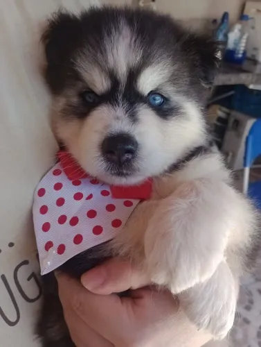 Filhotes de Husky siberiano puros