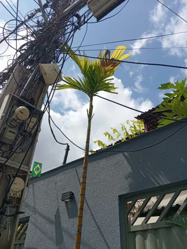 Palmeira carpentária de 6 metros de altura, no vaso, paisagismo de luxo