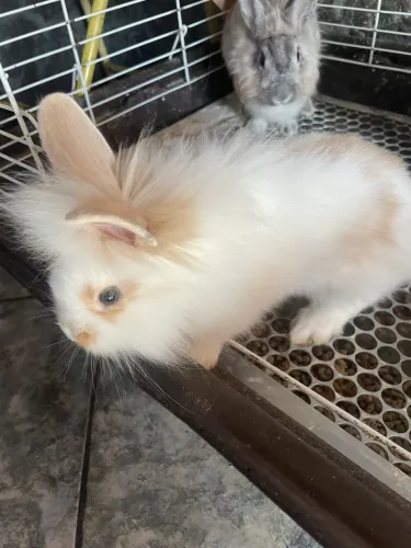 Vendo coelho mini lion macho