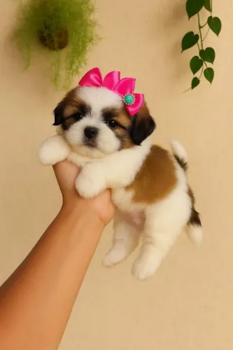 Shih Tzu carinhoso e adorável