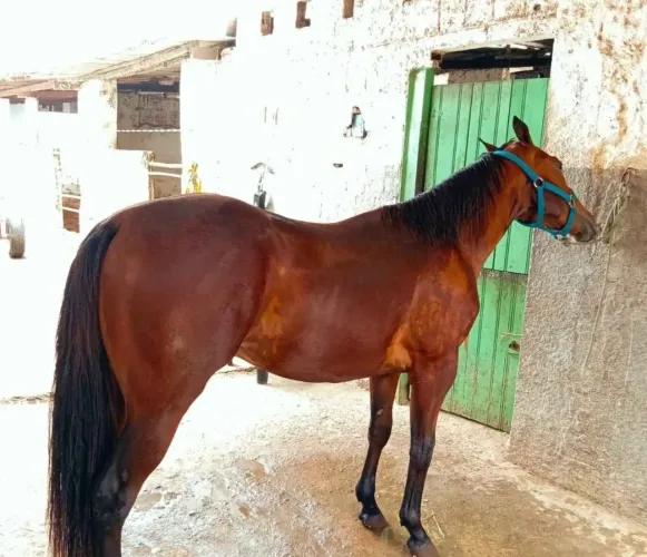 Cavalo quarto de milha