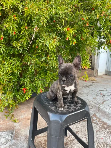 Buldogue frances