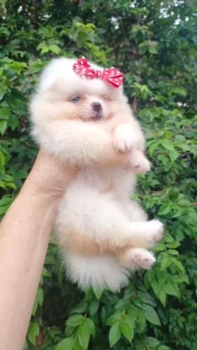 Lulu da pomerania 