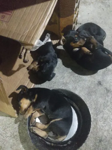 Salsicha cofap mini 