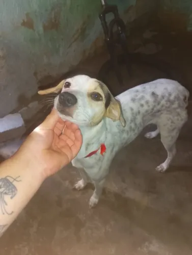 Doação de uma cachorrinha