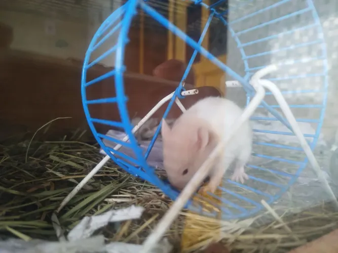 Hamster 