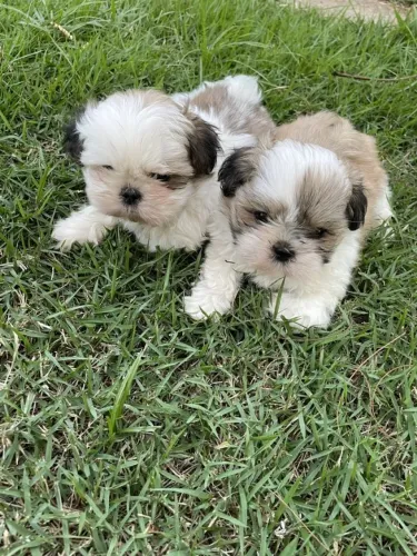 filhotes de shih tzu