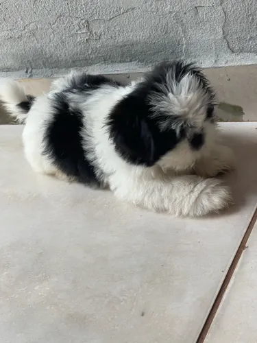VENDO FILHOTE SHIH TZU