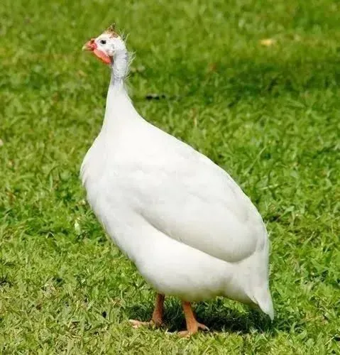 Angolas brancas 