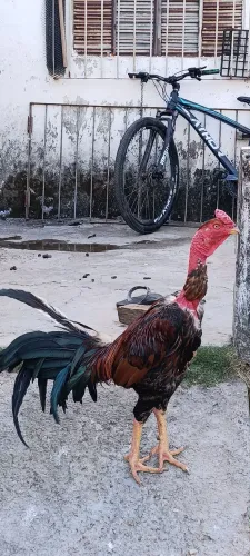 Galo polaco top