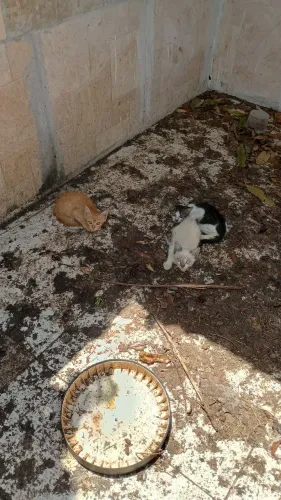 Gatos adoção responsável