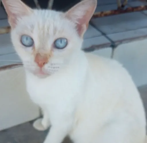 Gatinha branca p adoção urgente!!