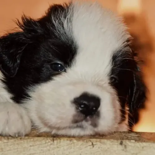Filhotes de Shih Tzu | Um companheiro cheio de simpatia.