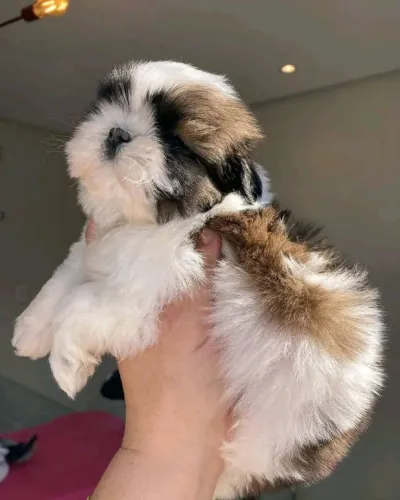 Filhotes de Shih Tzu | Filhote doce e cheio de vida.