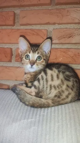 Gato bengal 
