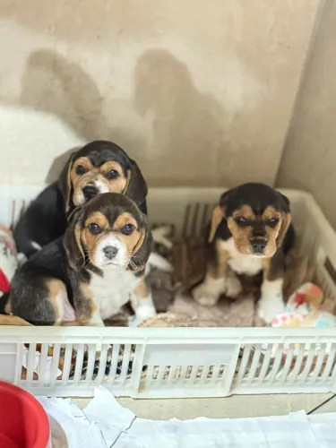 Vendo ninhada de beagle pra revenda! 