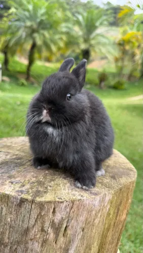 Coelho anão Netherland macho preto