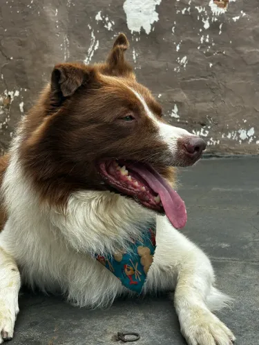 Border Collie Macho