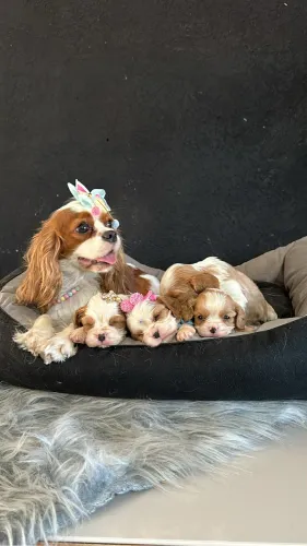Cavalier king charles 