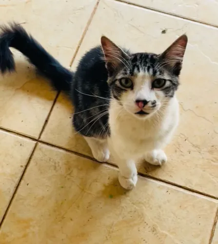 Doação de gato lindo