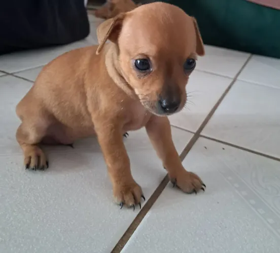 Vendo filhote de Pincher 