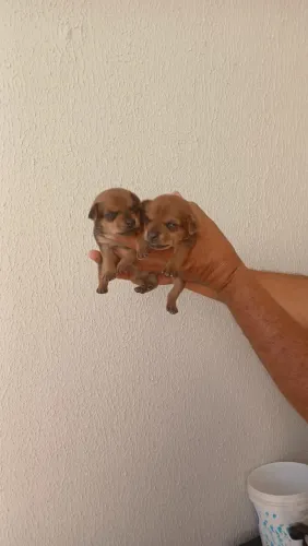 Um casal de pinscher n0 para reserva