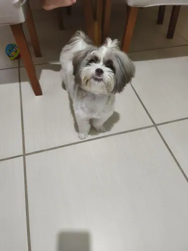 Shitszu