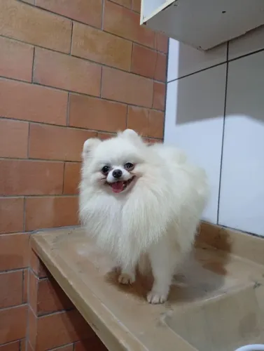 Spitz alemão anão