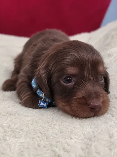 Dachshund Pelo Longo