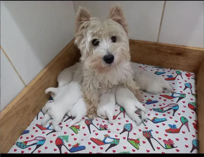 West Terrier + para reserva.