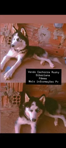 Cachorro