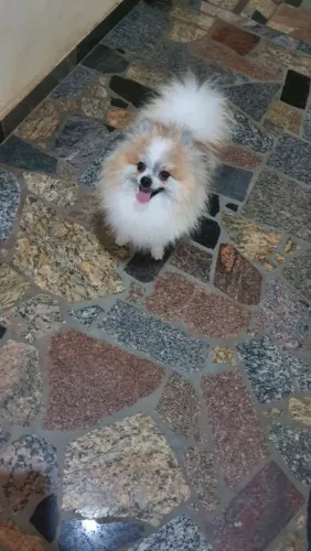 Spitz anão jovem