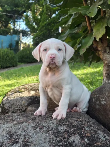 Pit Monster filhote pedigree pronto 