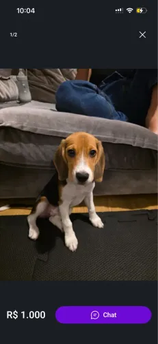 Doação beagle