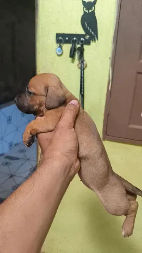 Doa-se filhotes de Pit Bull com vira-lata