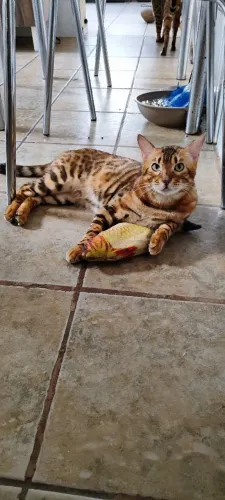 Gato Bengal