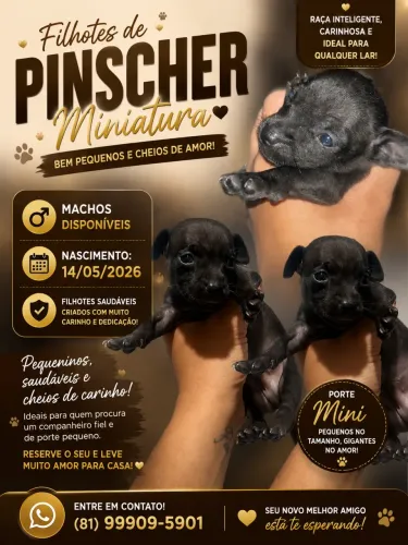 Pinscher 
