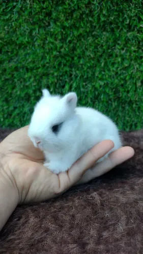 Netherland dwarf linhagem importada 