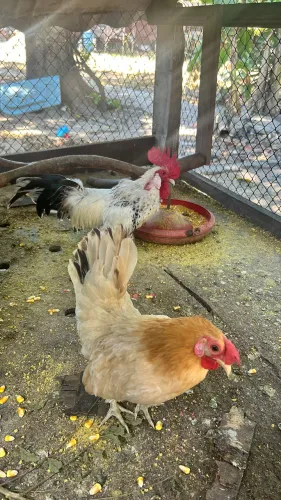 Galo e galinha anão 