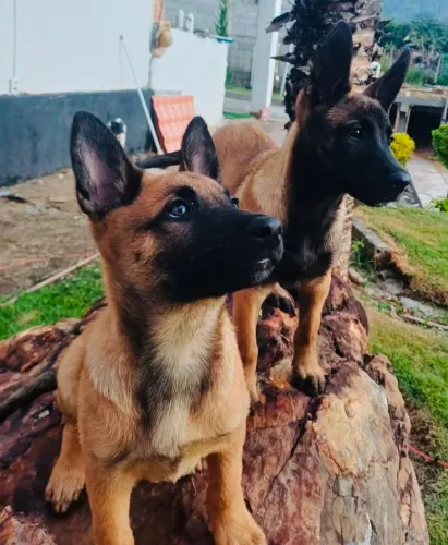 Pastor Belga de Malinois 
